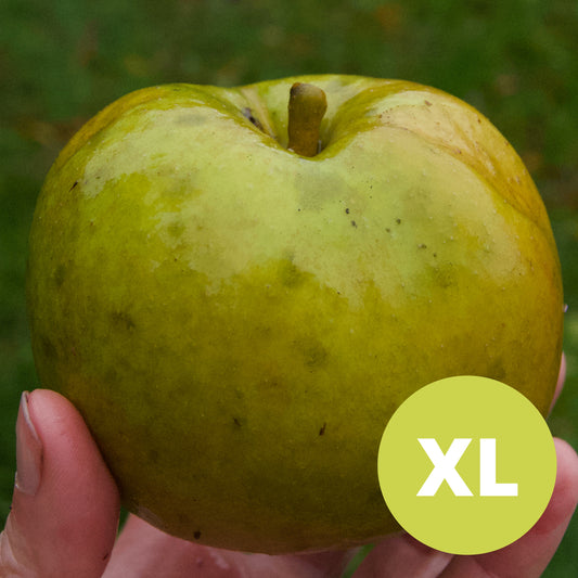 Belle de Boskoop – Stort Äppleträd - Malus Domestica 'Belle de Boskoop'