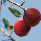 Bornholmsk jätte stora (Late Orange) Plommon - Prunus Domestica 'Late Orange'