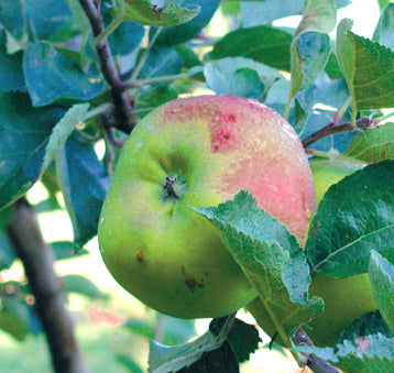 Bramley Äpple på Antonvoka Grundstam - Malus Domestica 'Bramley'
