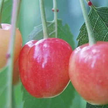 Büttners Rote Körsbär - Prunus Avaium 'Büttners Rote'