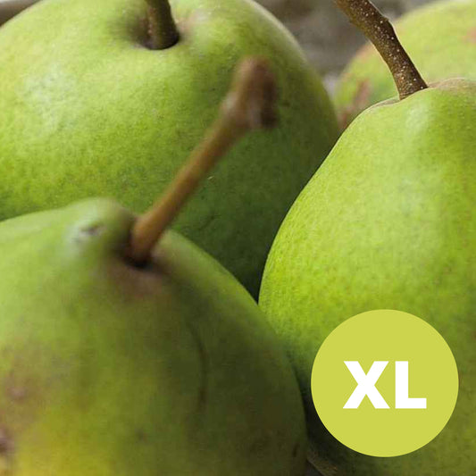 Clara Friis – Stort Päronträd - Pyrus Communis 'Clara Friis'