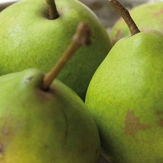 Clara Friis Päron - Pyrus Communis 'Clara Friis'