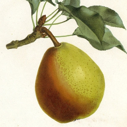 Coloreé de Julliet Päron - Pyrus Communis 'Coloreé de Julliet'