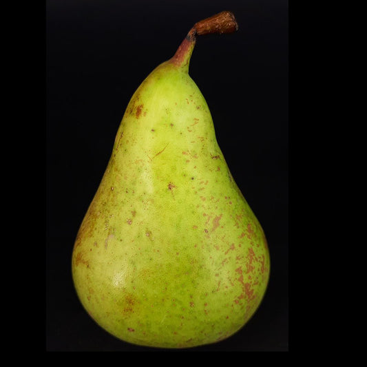 Conference Päron - Pyrus Communis 'Conference'