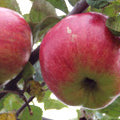 Cox Pomona Äpple på Antonovka Grundstam - Malus Domestica 'Cox Pomona'