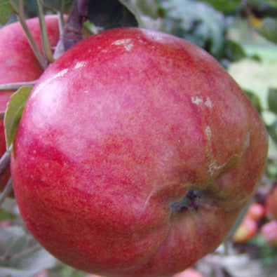 Danziger Kant Äpple på Antonvka Grundstam - Malus Domestica 'Danziger Kant'