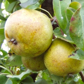 Dubbelt Bergamott päron (1 m)- Pyrus Communis 'Dubbelt Bergamot'