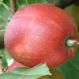 Ildrød Pigeon (Eldrött Duväpple) på Antonovka - Malus Domestica 'Ildrød Pigeon'
