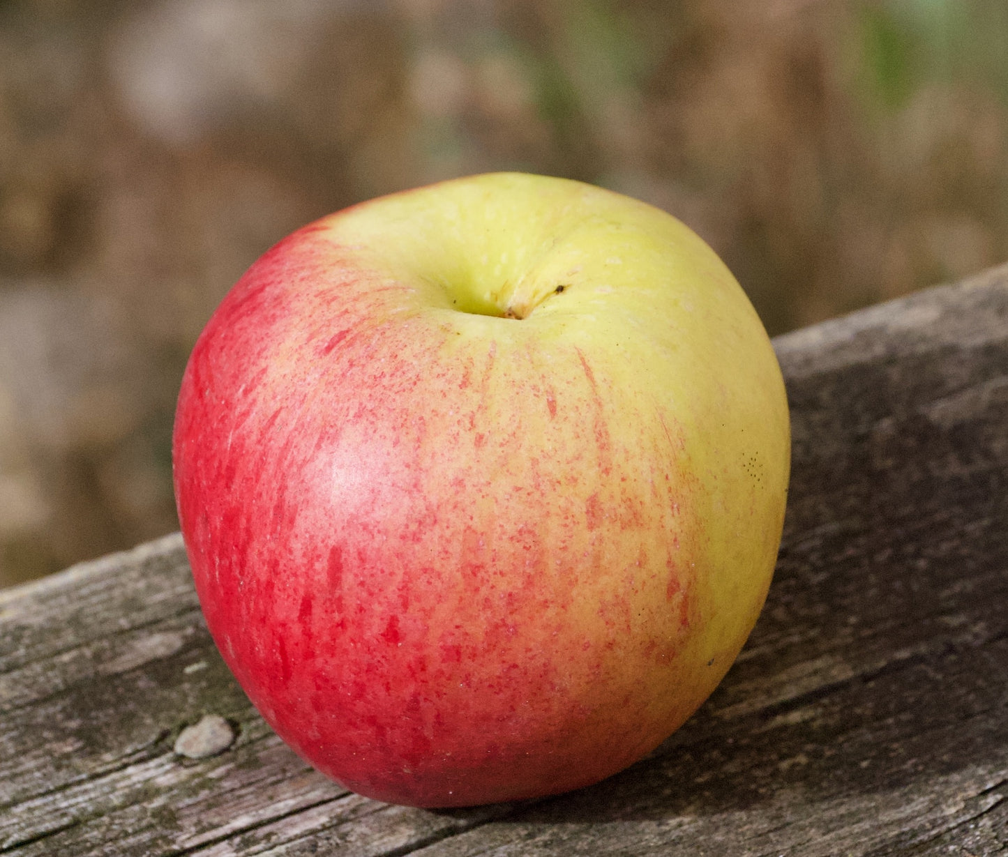 Ellis Bitter (Nr.MOF.3) – Stort Äppleträd - Malus Domestica 'Ellis Bitter'