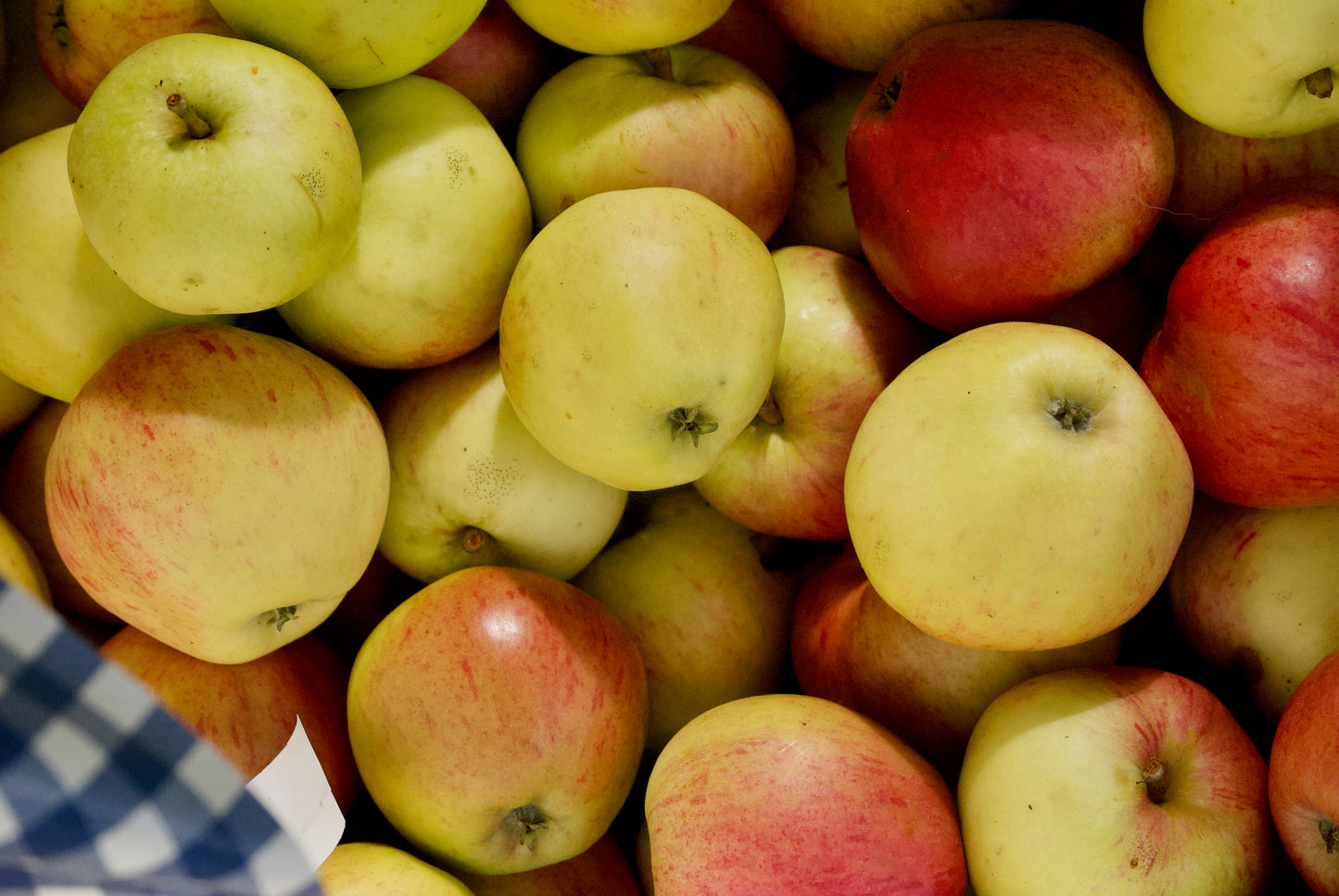 Ellis Bitter (Nr.5) – Stort Äppleträd - Malus Domestica 'Ellis Bitter'