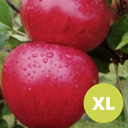 Ellis Bitter – Stort Äppleträd - Malus Domestica 'Ellis Bitter'