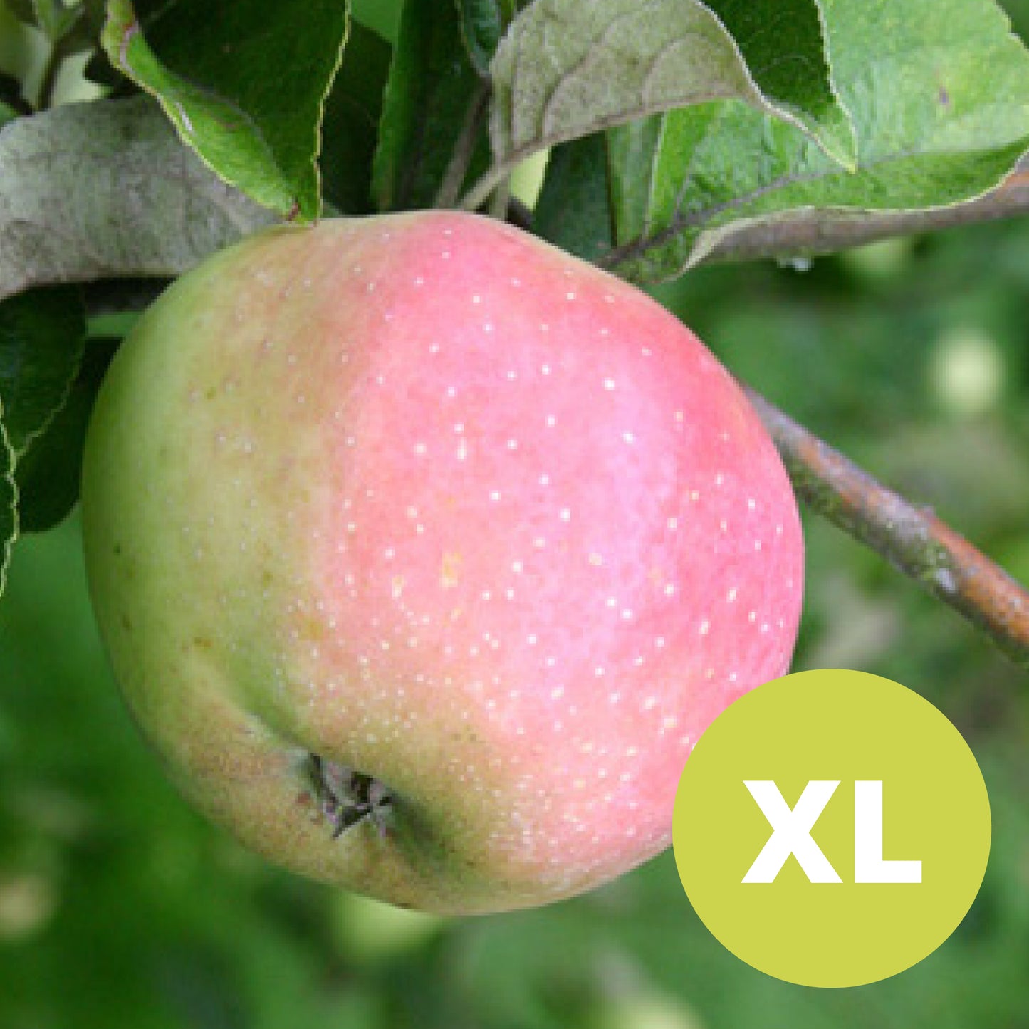 Filippa – Stort Äppleträd - Malus Domestica 'Filippa'