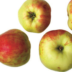 Gråsten, Gult Äpple på Antonovka grundstam - Malus Domestica 'Gråsten, Gult '