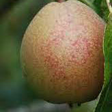 Greve Moltke Päron - Pyrus Communis 'Greve Moltke'