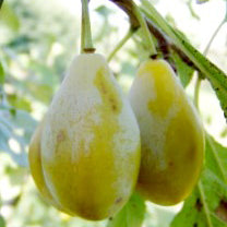 Gult Äggplommon - Prunus Domestica 'Gult Äggplommon'