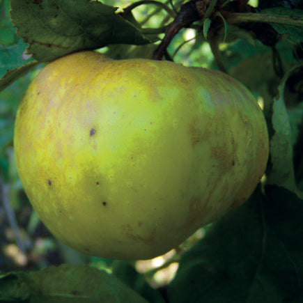 Gul Richard – Stort Äppleträd - Malus Domestica 'Gul Richard'