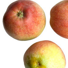 Hans Wassad äpple på Antonovka Grundstam - Malus Domestica 'Hans Wassad'