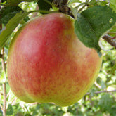 Hofman-Bang Äpple på Antonovka - Malus Domestica 'Hofman-Bang'