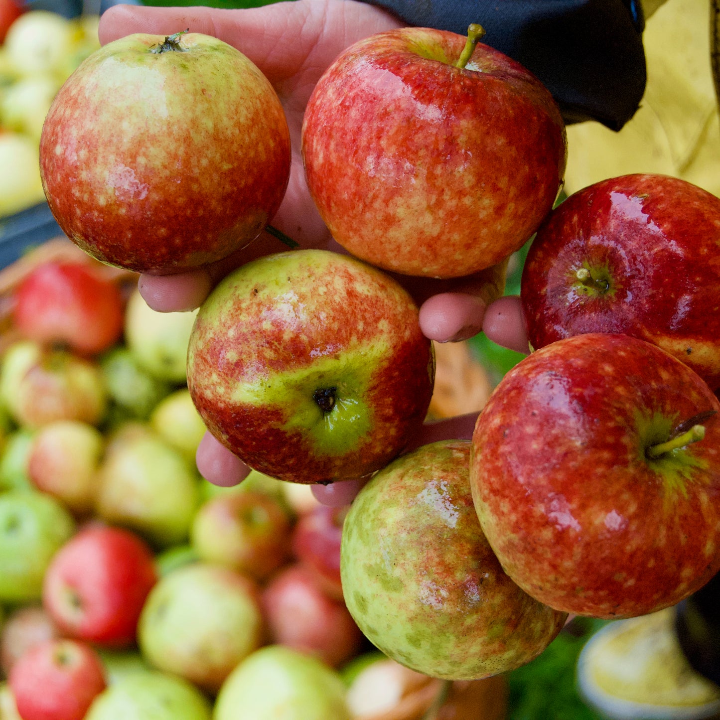 Ingrid Marie I – Stort Äppleträd - Malus Domestica 'Ingrid Marie'