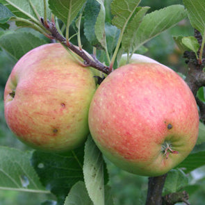 James Grieve Äpple - Malus Domestica 'James Grieve'