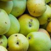 Gul Richard Äpple på Antonovka Grundstam - Malus Domestica 'Gul Richard'