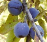 King of the Damson I – Stort Plommonträd - Prunus Domestica 'King of the Damson''