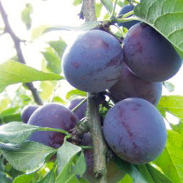 Kirke Plommon - Prunus Domestica 'Kirke'