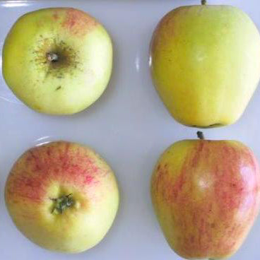 Major Cider Äpple på MM106 Grundstam - Malus Domestica 'Major'