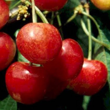 Merton Glory Körsbär - Prunus Avaium 'Merton Glory'