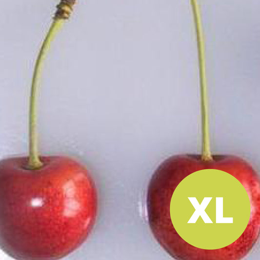 Merton late – Stort Körsbärsträd - Prunus Avaium 'Stella'