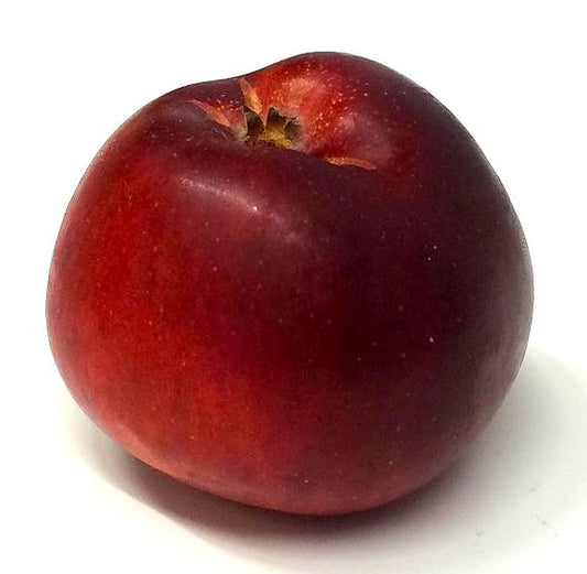 Ölands Kungsäpple på P60 Grundstam - Malus Domestica 'Ölands Kungsäpple'