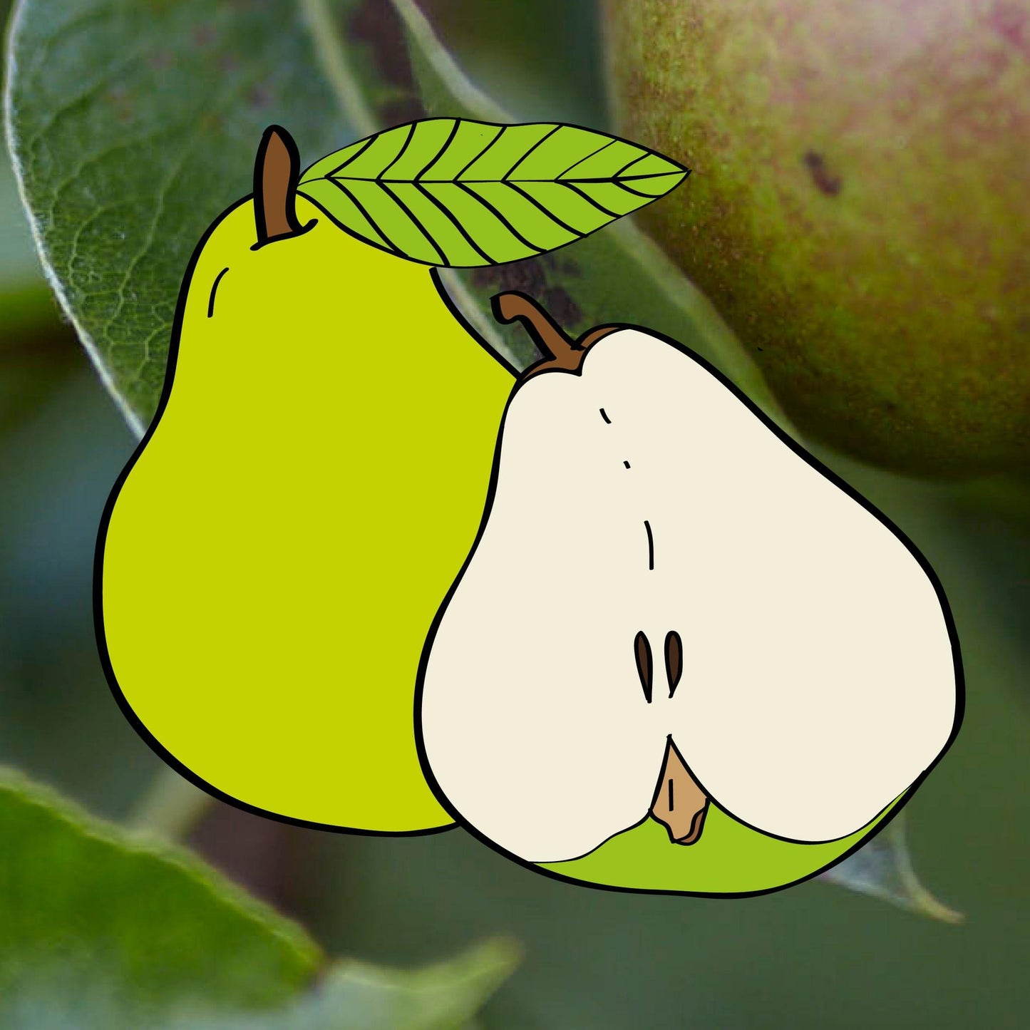 Augusti päron - Pyrus Communis 'Augusti'