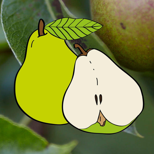 Augusti päron - Pyrus Communis 'Augusti'