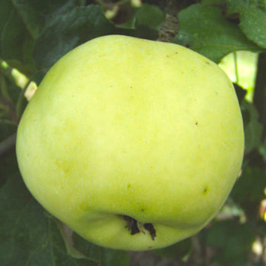 Per Smeds Äpple på Antoovka Grundstam - Malus Domestica 'Per Smeds'