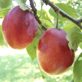 Ponds Seedling Plommon - Prunus Domestica 'Ponds Seedling'