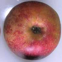 Röd Belle de Boskoop Äpple på Antonovka Grundstam - Malus Domestica 'Röd Belle de Boskoop'