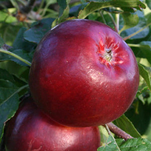 Redfree Äpple på Antonovka Grundstam - Malus Domestica 'Redfree'