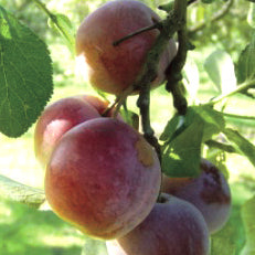 Althans Reine Claude Plommon - Prunus Domestica 'Althans Reine Claude'