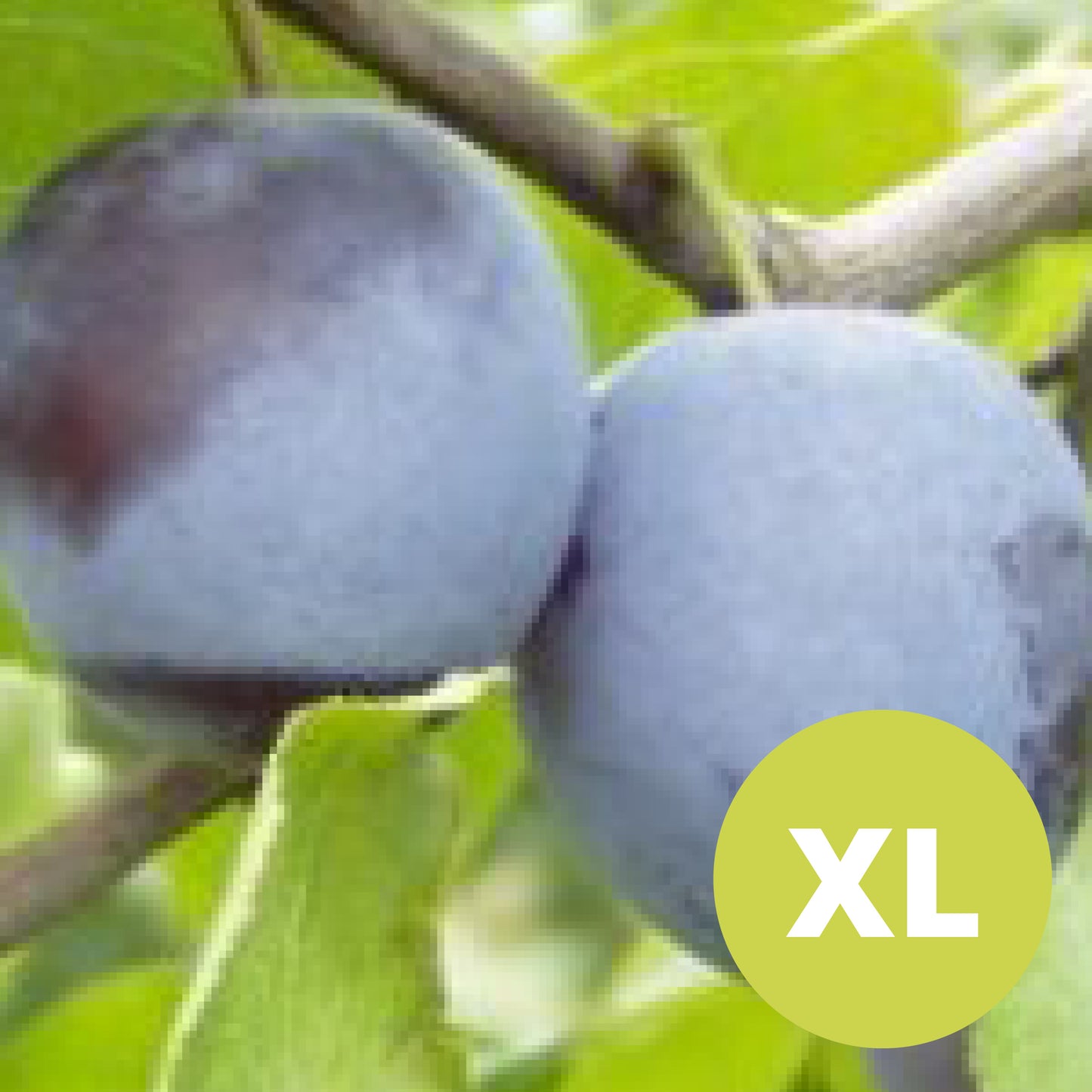 Rivers Early Prolific – Stort Plommonträd - Prunus Domestica 'Rivers Early Prolific'