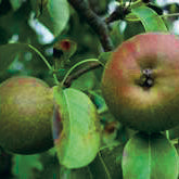 Röd Höstbergamot Päron - Pyrus Communis 'Röd Höstbergamot'