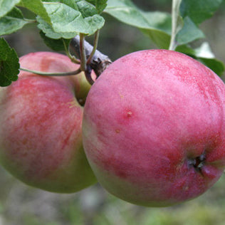 Rött Kaneläpple på Antonovka Grundstam - Malus Domestica 'Rött Kanel'