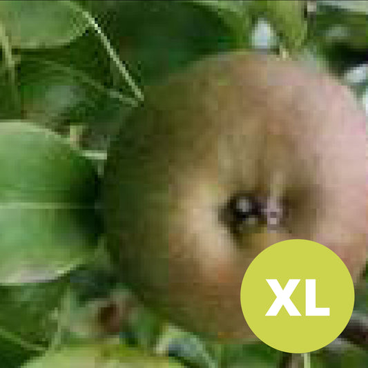 Röd Höstbergamott – Stort Päronträd