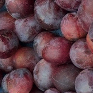 Rosinplommon - Prunus Domestica 'Rosin'