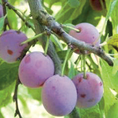 Spilling Plommon - Prunus Domestica 'Spilling'