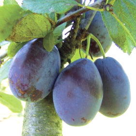 Stanley plommon - Prunus Domestica 'Spilling'
