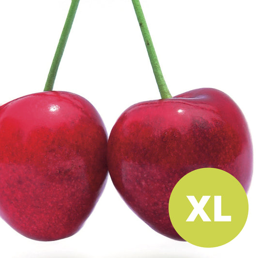 Stella – Stort Körsbärsträd - Prunus Avaium 'Stella'