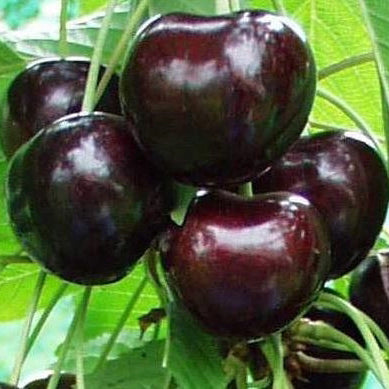 Stor Svart Bigarrå Körsbär - Prunus Avaium 'Stor Svart Bigarrå'