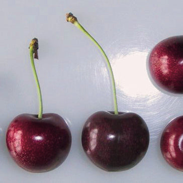 Sunburst Körsbär - Prunus Avaium 'Sunburst '