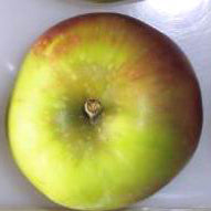 Soluppgång (Sunrise) Äpple på Antonovka Grundstam - Malus Domestica 'Sunrise'