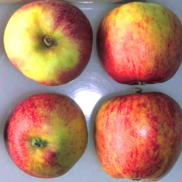 Sylvia I – Stort Äppleträd - Malus Domestica 'Sylvia'